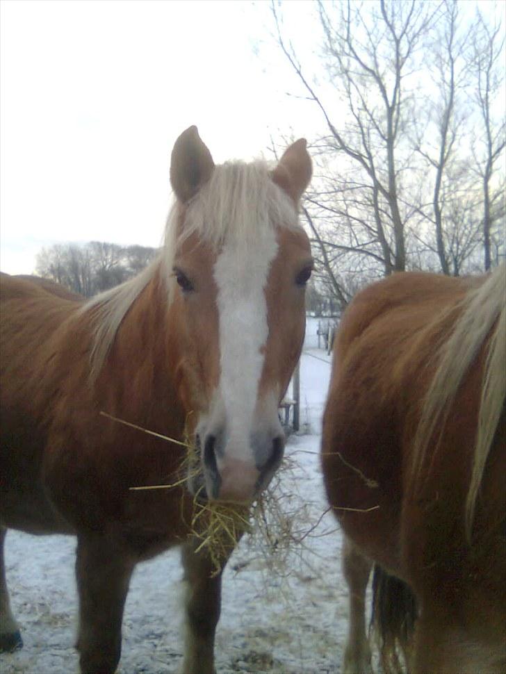 Haflinger Gråbjerghøjs Svea - Søde svea ! <33 billede 12