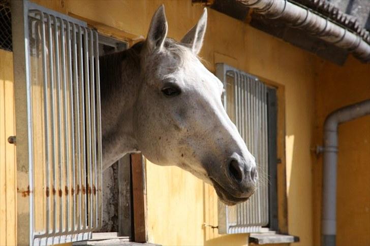 Hannoveraner Ferrari - #16 billede 9