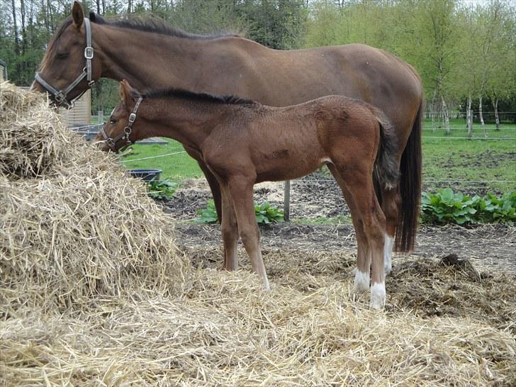 Dansk Varmblod A.B. Chardonnay "SOLGT" billede 13