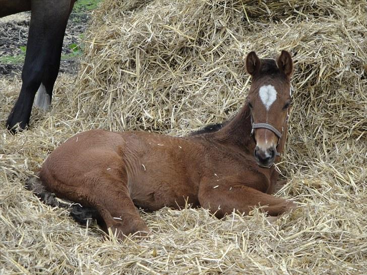 Dansk Varmblod A.B. Chardonnay "SOLGT" billede 14