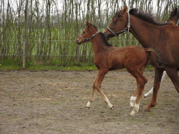 Dansk Varmblod A.B. Chardonnay "SOLGT" billede 15