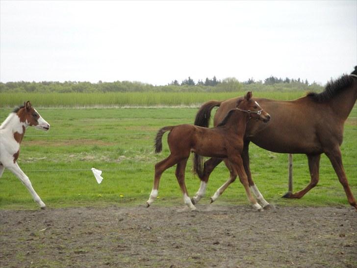Dansk Varmblod A.B. Chardonnay "SOLGT" billede 16