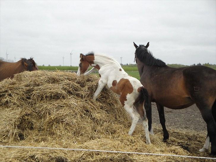 Anden særlig race A.B. Marlee "SOLGT" billede 12