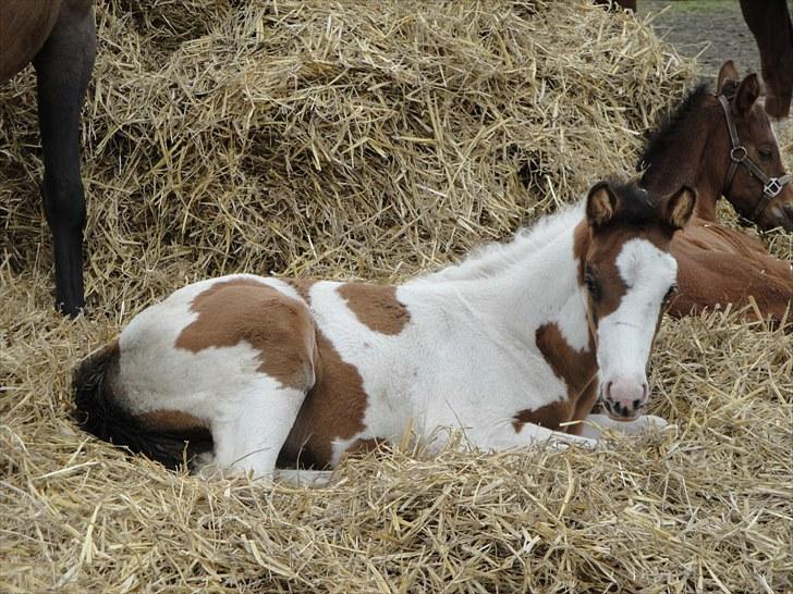 Anden særlig race A.B. Marlee "SOLGT" billede 13