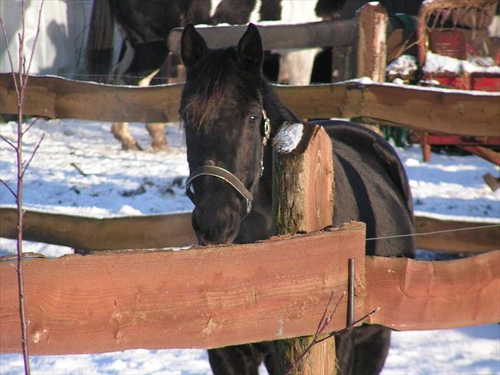 Traver Another st ( RIP ) død 17 dec 2018 billede 8