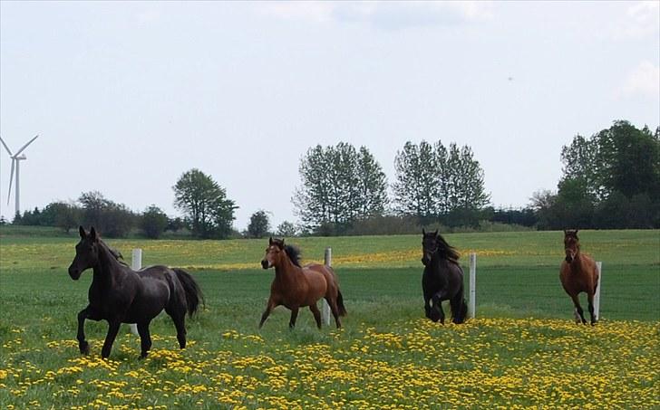 Traver Another st ( RIP ) død 17 dec 2018 billede 9