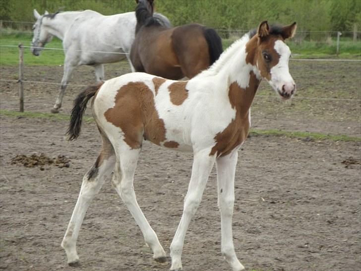 Anden særlig race A.B. Marlee "SOLGT" billede 15