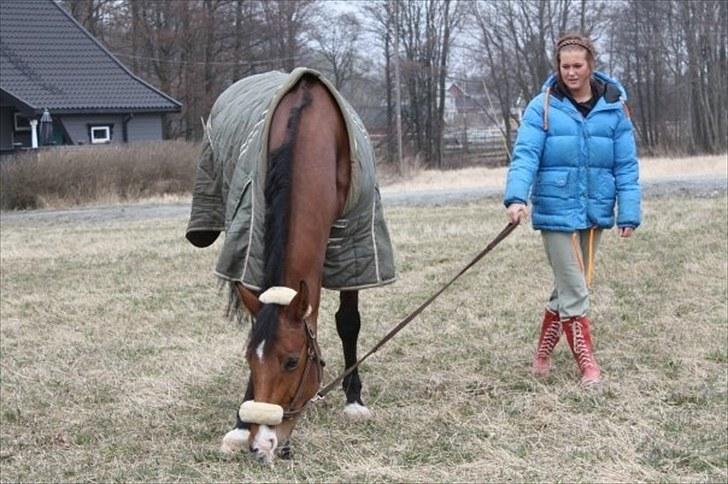 Dansk Varmblod SECOND LADY - i norge billede 14