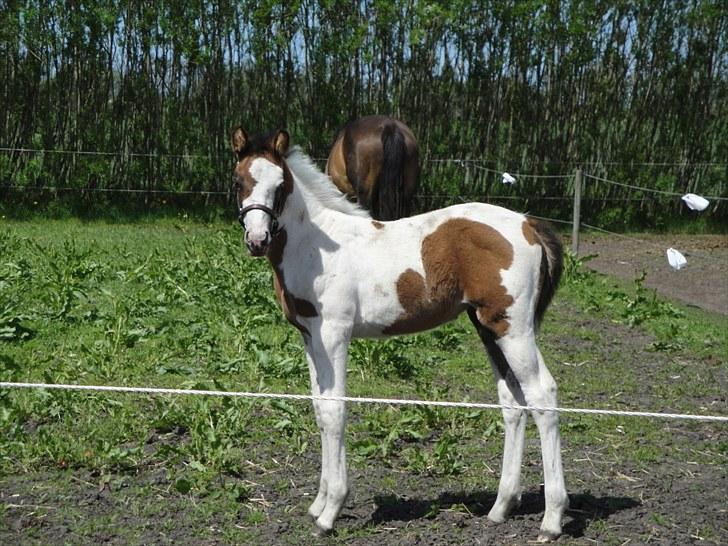 Anden særlig race A.B. Marlee "SOLGT" billede 16