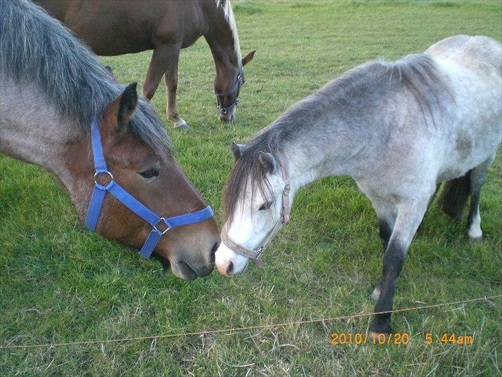 Belgier Dalmoses Bertha (solgt) billede 18