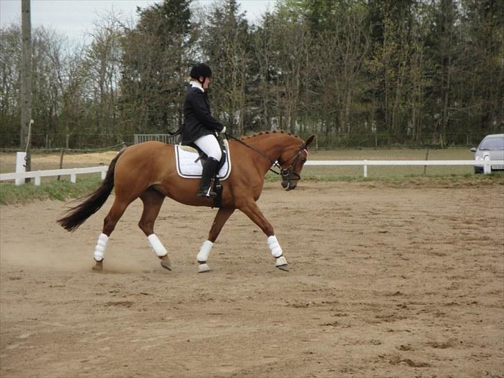 Dansk Varmblod Cocktail and Dreams SOLGT billede 19