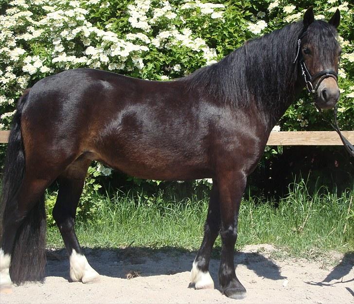 Dartmoor BEAUTY-ME GRAVERBAKKE billede 1