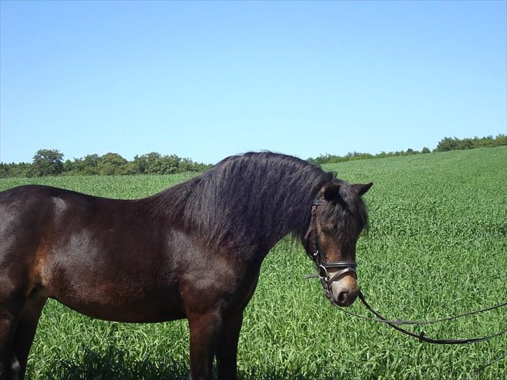 Dartmoor BEAUTY-ME GRAVERBAKKE billede 2