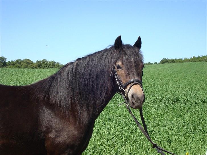 Dartmoor BEAUTY-ME GRAVERBAKKE billede 3