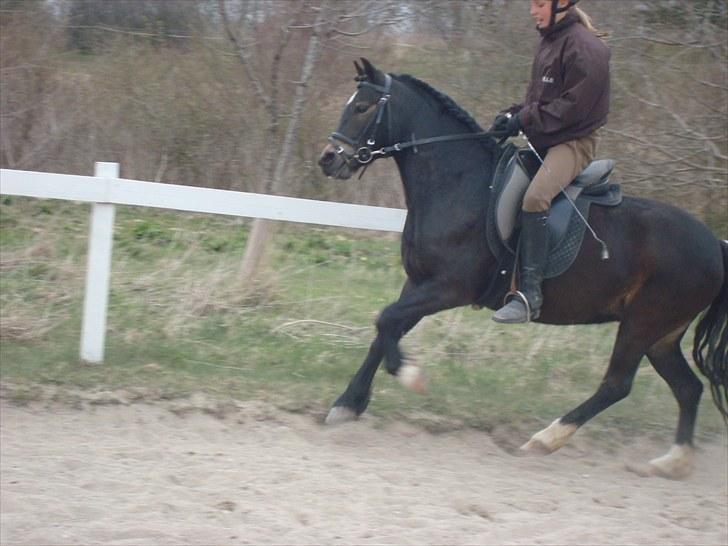 Dartmoor BEAUTY-ME GRAVERBAKKE billede 4