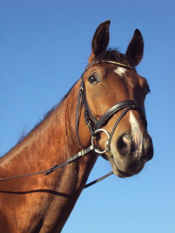 Anden særlig race Rabin billede 1