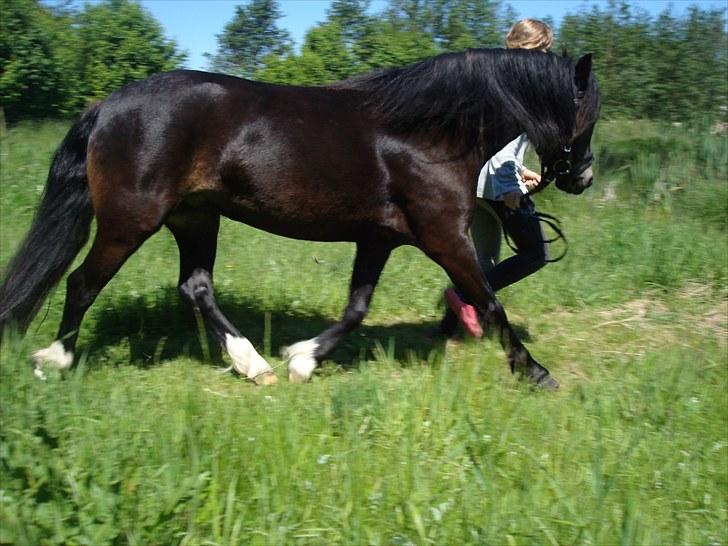 Dartmoor BEAUTY-ME GRAVERBAKKE billede 5