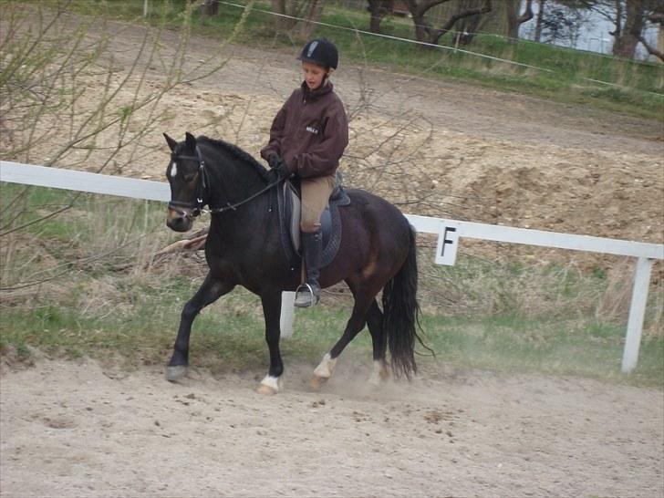 Dartmoor BEAUTY-ME GRAVERBAKKE billede 6