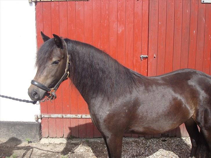 Dartmoor BEAUTY-ME GRAVERBAKKE billede 8