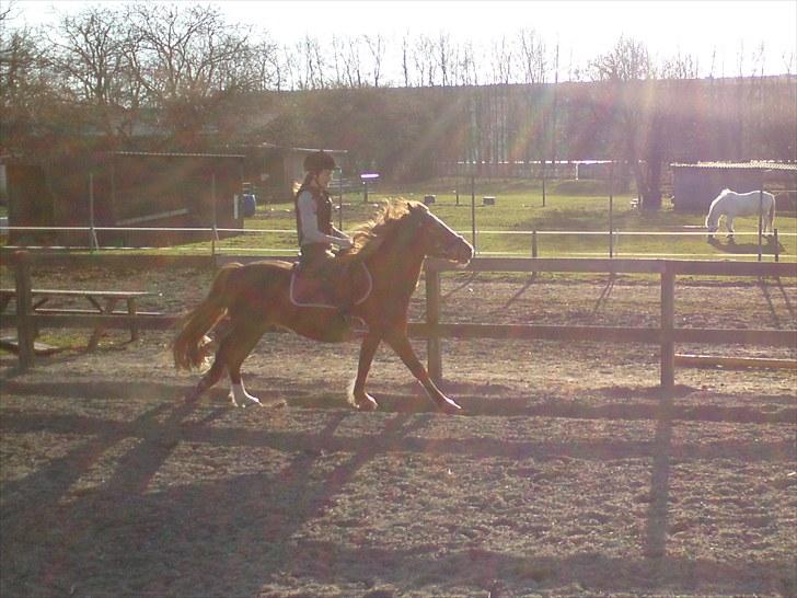 DSP Hubertus Passer - Galop ved solen. (-: billede 11