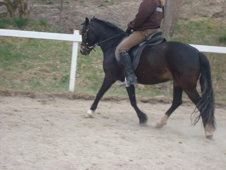 Dartmoor BEAUTY-ME GRAVERBAKKE billede 9