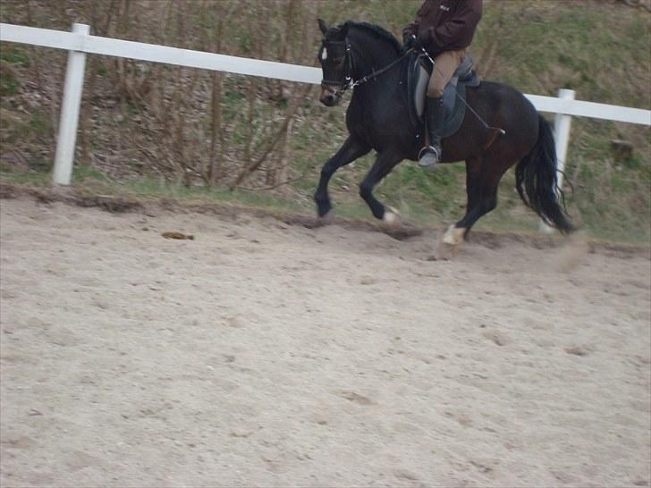 Dartmoor BEAUTY-ME GRAVERBAKKE billede 10