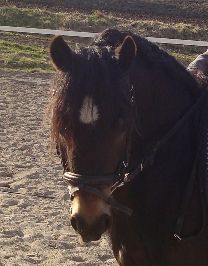 Dartmoor BEAUTY-ME GRAVERBAKKE billede 11