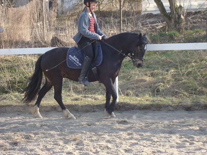 Dartmoor BEAUTY-ME GRAVERBAKKE billede 12