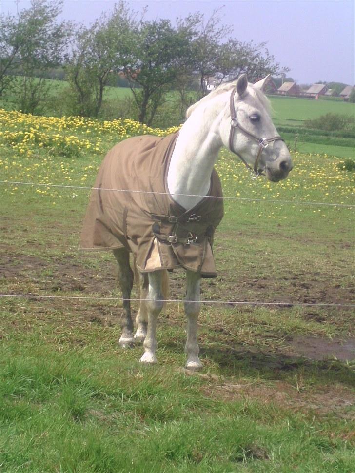 Connemara Rabel'<33 'Solgt'<3 - Den hund er MEGET farlig ;) billede 18