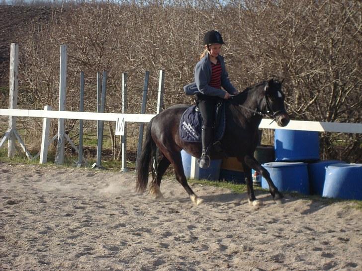 Dartmoor BEAUTY-ME GRAVERBAKKE billede 13