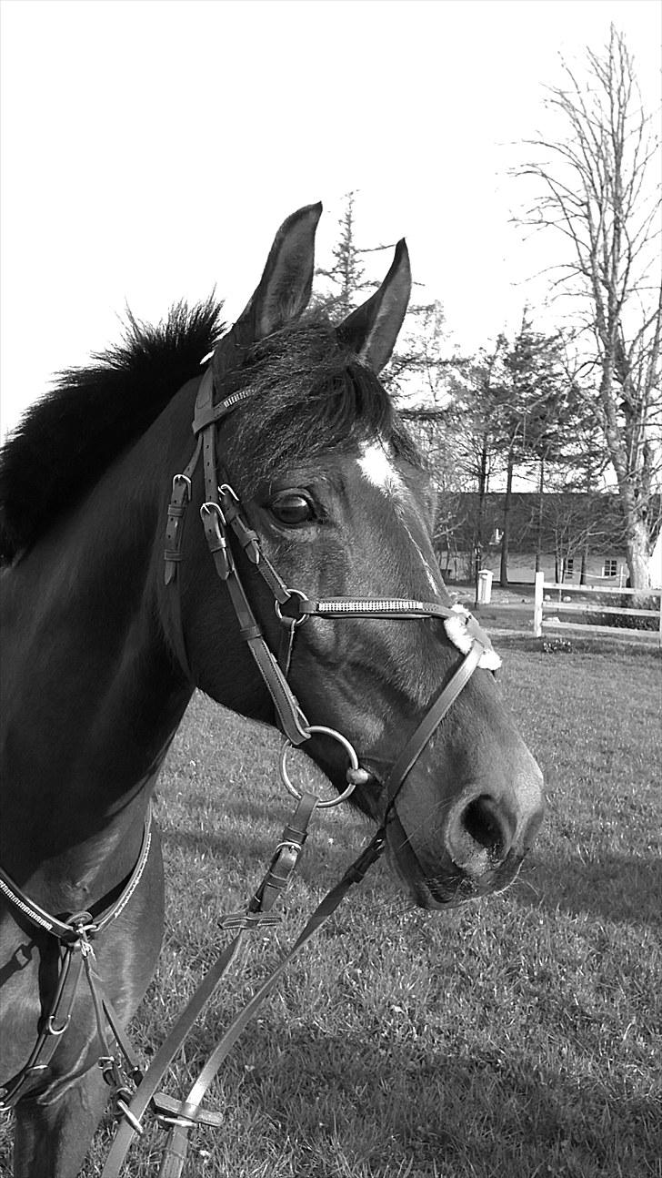 New Forest My Fair Turbo "Kesse" billede 17