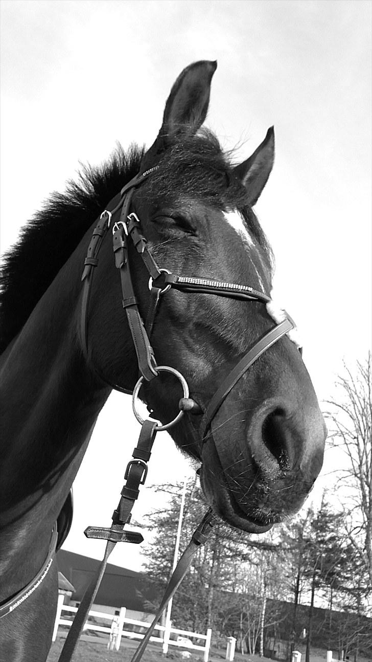 New Forest My Fair Turbo "Kesse" billede 18