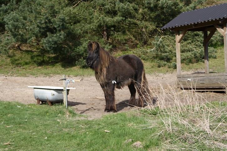Islænder Lappi fra Hobro - Tak fordi i kiggede min profil :) billede 19