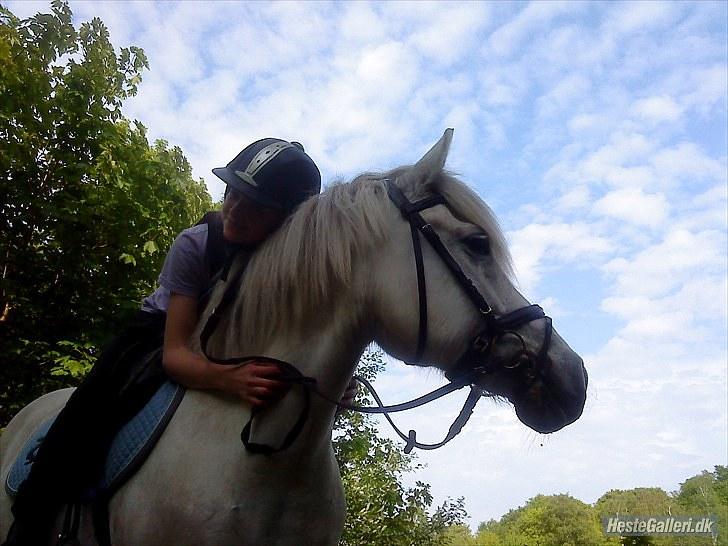 Anden særlig race Zafir (rideskolepony) billede 6