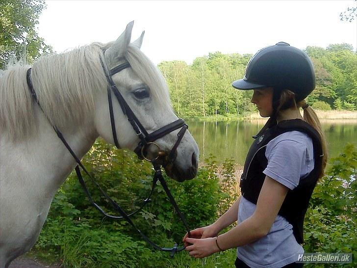 Anden særlig race Zafir (rideskolepony) billede 7