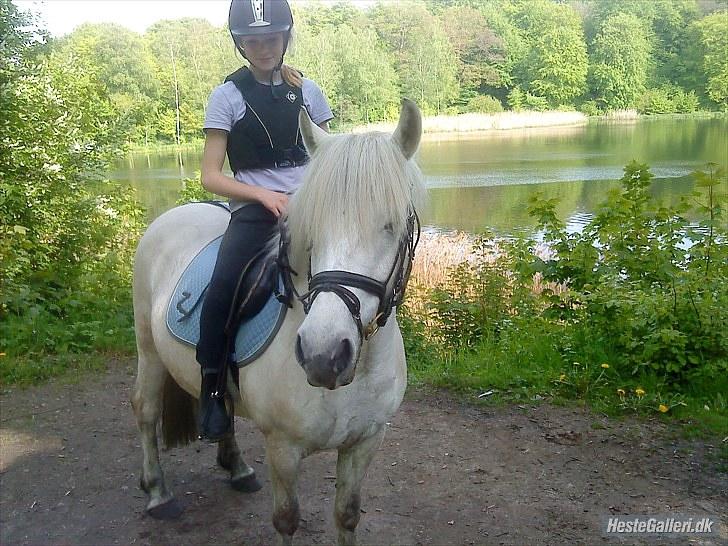 Anden særlig race Zafir (rideskolepony) billede 8