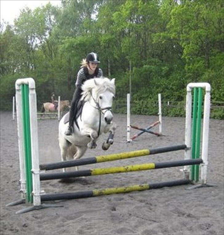 Anden særlig race Zafir (rideskolepony) billede 9