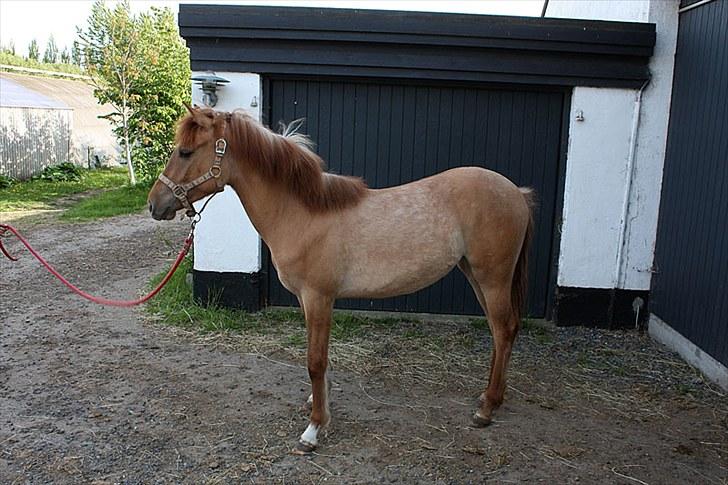 Mustang Dooley (Solgt) billede 7