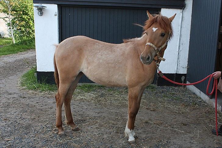 Mustang Dooley (Solgt) billede 8