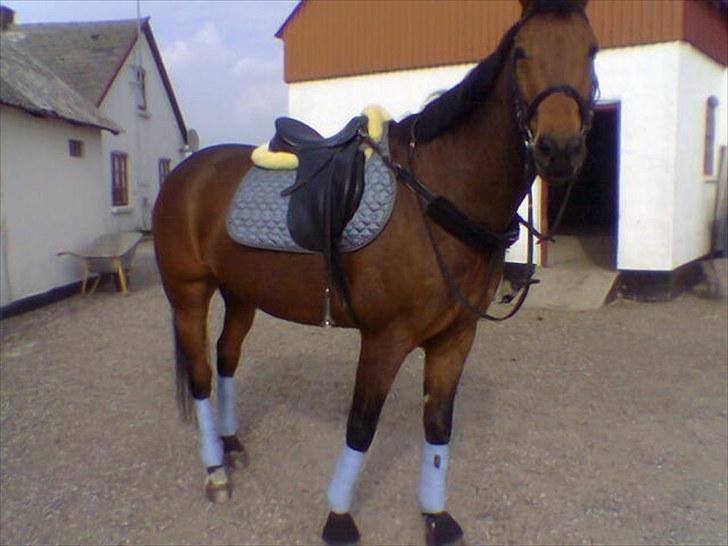 Anden særlig race Ibsalon billede 3