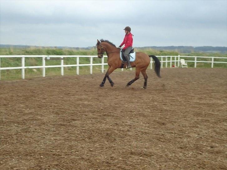 Anden særlig race Ibsalon billede 4