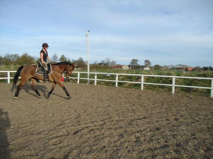 Anden særlig race Ibsalon billede 5