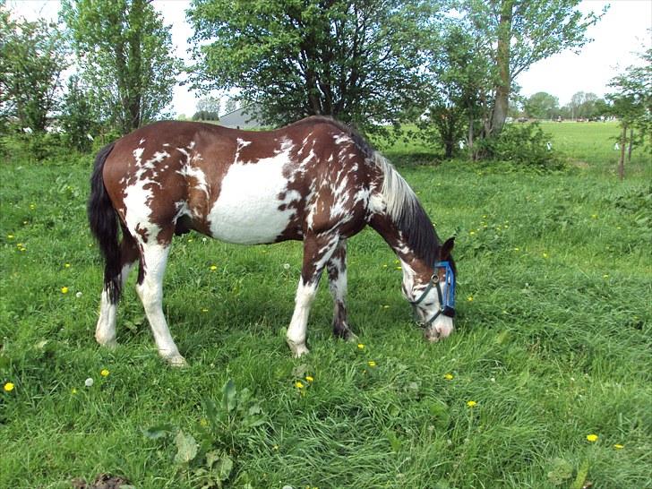 Criollo Don Pedro billede 11