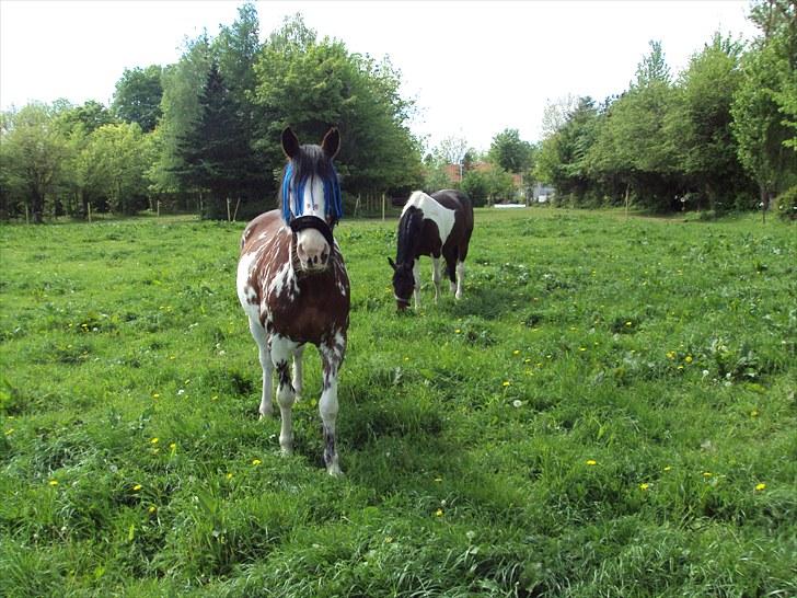 Criollo Don Pedro - Er man lidt nysgerrig eller hvad :O) billede 13