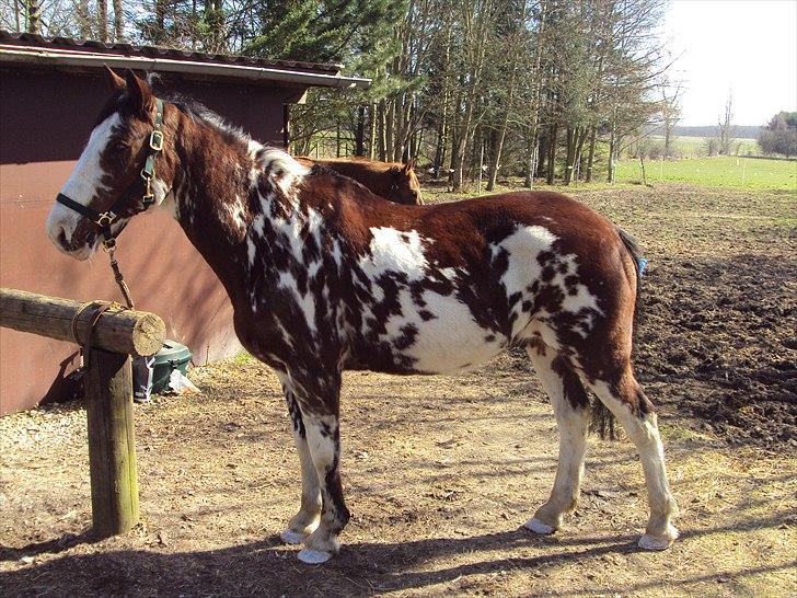 Criollo Don Pedro billede 14