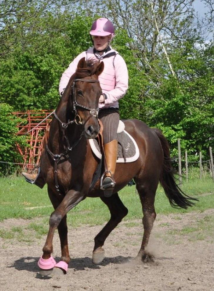 Anden særlig race Quidam *Himmelhest* billede 11