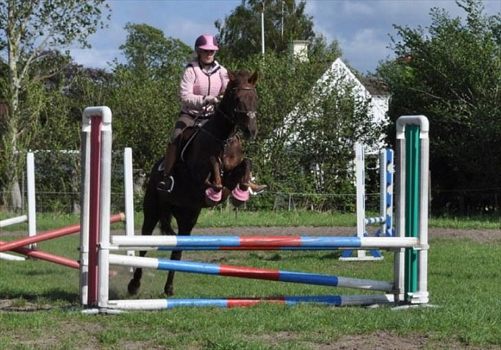 Anden særlig race Quidam *Himmelhest* billede 18