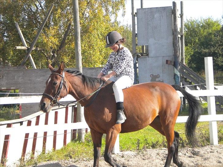 Anden særlig race Indian Pride | Indisk stolthed - Skøn trav uden sadel.
August 2010.
(Foto: Louise Møller) billede 18