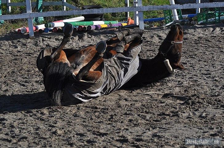 Anden særlig race Indian Pride | Indisk stolthed - Sidst med ikke mindst .. En rulle tur :P 
marts 2011 (Foto: Marina Bohn Hansen) billede 19