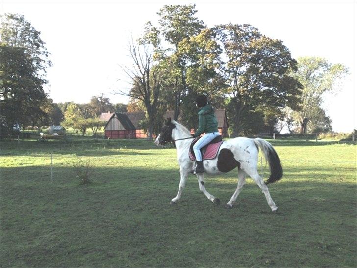 Pinto Shandie  billede 15